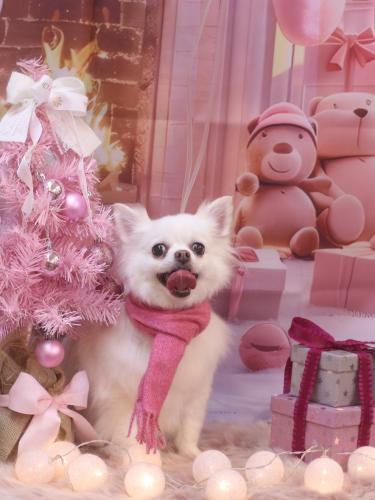 20241220シロくん